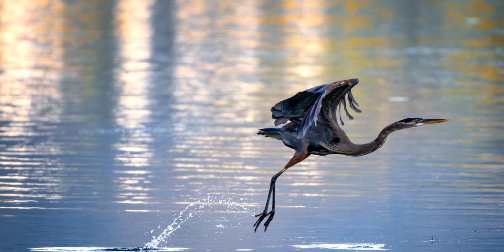 bird spotting St. Pete