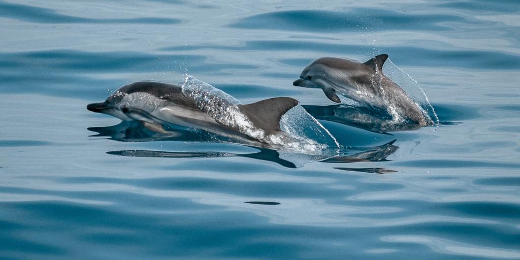 Tampa Bay dolphins