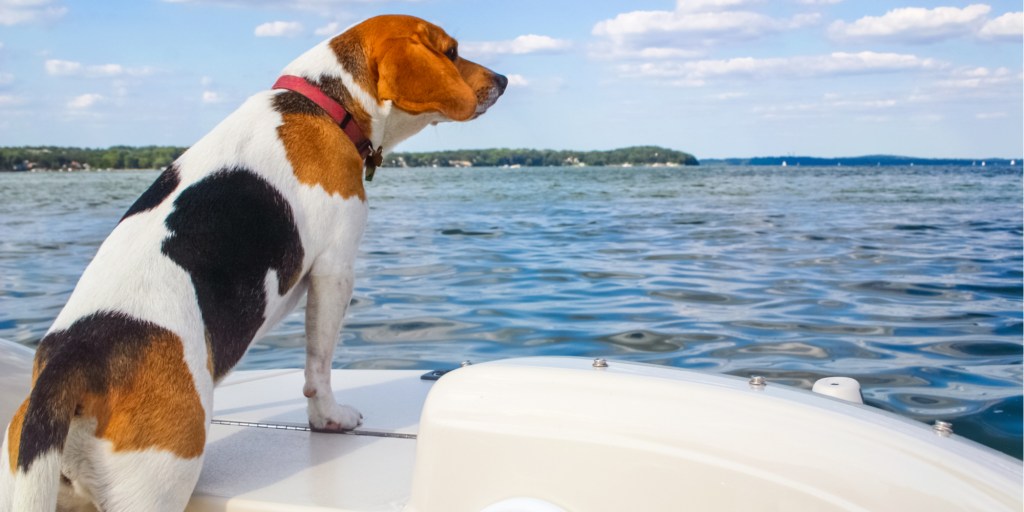 dog boating