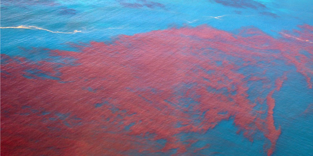harmful algae bloom